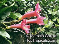 Distictis buccinatoria, Phaedranthus buccinatorious, Bignonia buccinatoria, Mexican Blood Flower, Blood Trumpet Vine

Click to see full-size image