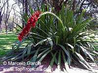 Doryanthes palmeri, Giant Spear Lily, Queensland Mountain Lily

Click to see full-size image