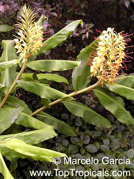 Hedychium gardnerianum, Indian Ginger, Kahili Ginger, Kahila garland-lily