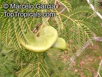 Enterolobium contortisiliquum, Mimosa contortisiliqua, Orelha-de-macaco, Earpod Tree

Click to see full-size image