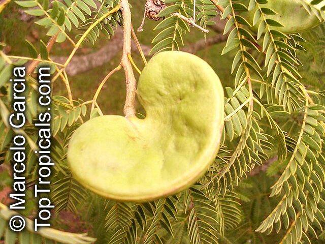 Enterolobium contortisiliquum, Mimosa contortisiliqua, Orelha-de-macaco, Earpod Tree