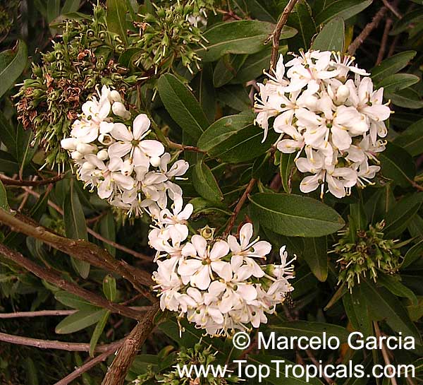 Escallonia bifida, Escallonia montevidensis, Escallonia, Arbol del Pito
