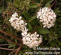 Escallonia bifida, Escallonia montevidensis, Escallonia, Arbol del Pito

Click to see full-size image