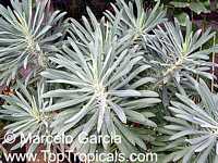 Euphorbia characias, Bush Spurge

Click to see full-size image