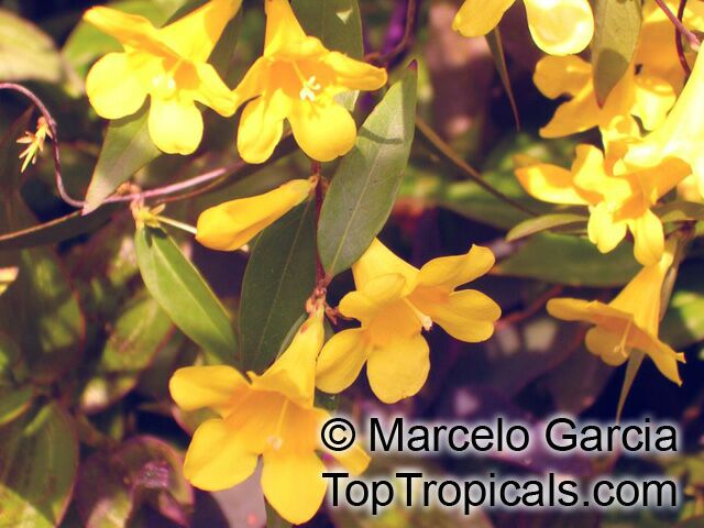 Gelsemium sempervirens, Yellow Jessamine, Carolina Jasmine, Trumpet Flower