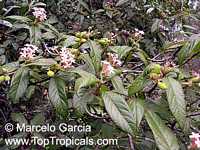Guettarda uruguensis, Palo Cruz, Uruguay Jasmine

Click to see full-size image