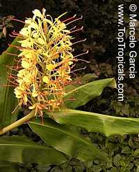 Hedychium gardnerianum, Indian Ginger, Kahili Ginger, Kahila garland-lily

Click to see full-size image