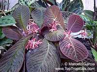 Hoffmannia roezlii, Taffeta Plant

Click to see full-size image