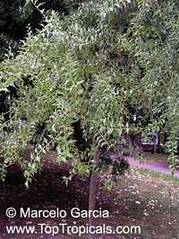 Iodina rhombifolia, Jodina rhombifolia, Sombra de Toro

Click to see full-size image