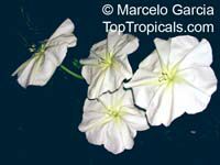 Calonyction aculeatum, Ipomoea alba, Giant moonflower

Click to see full-size image