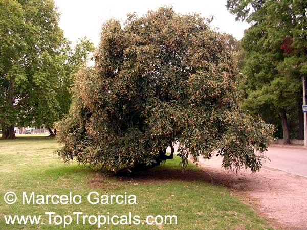 Luehea divaricata - Programa Arboretum