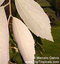 Luehea divaricata, Acoita Cavalo

Click to see full-size image
