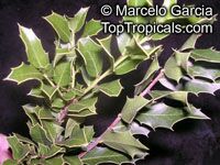 Maytenus ilicifolia, Celastrus ilicinus, Espinheira Santa

Click to see full-size image