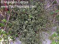 Muehlenbeckia complexa, Maidenhair Vine

Click to see full-size image