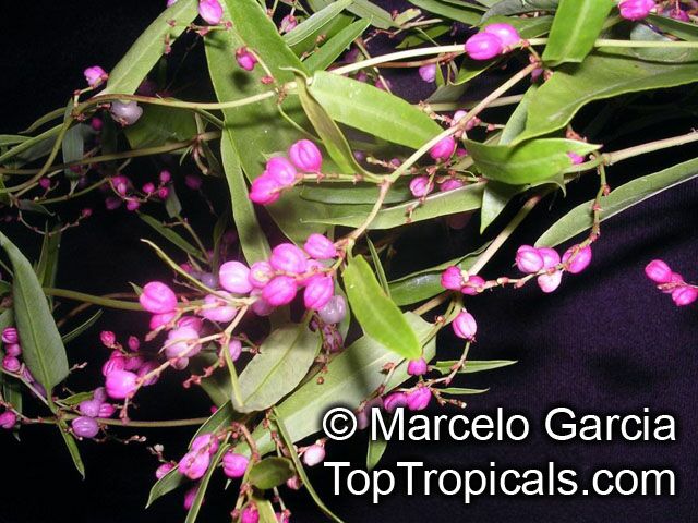 Muehlenbeckia sagittifolia, Coccoloba sagittifolia, Zarzaparrila colorada