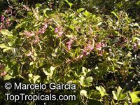 Muehlenbeckia sagittifolia, Coccoloba sagittifolia, Zarzaparrila colorada

Click to see full-size image