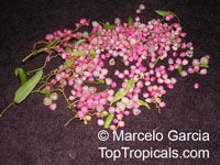 Muehlenbeckia sagittifolia, Coccoloba sagittifolia, Zarzaparrila colorada