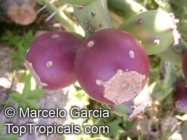 Opuntia sp., Prickly Pear. Opuntia paraguayensis