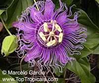 Passiflora incarnata x cincinnata 'Incense', Passiflora 'Incense', Fragrant Passion Flower

Click to see full-size image