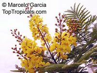 toptropicals.com