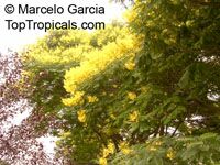 Peltophorum dubium, Yellow Poinciana

Click to see full-size image