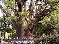 Phytolacca dioica, Pokeweed, Belhambra, Bella Ombre, Ombu, Umbo, Umbra tree, Elephant tree, Fitolaca, Beautiful shade

Click to see full-size image