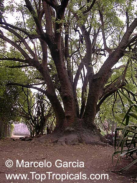 Phytolacca dioica, Pokeweed, Belhambra, Bella Ombre, Ombu, Umbo, Umbra tree, Elephant tree, Fitolaca, Beautiful shade