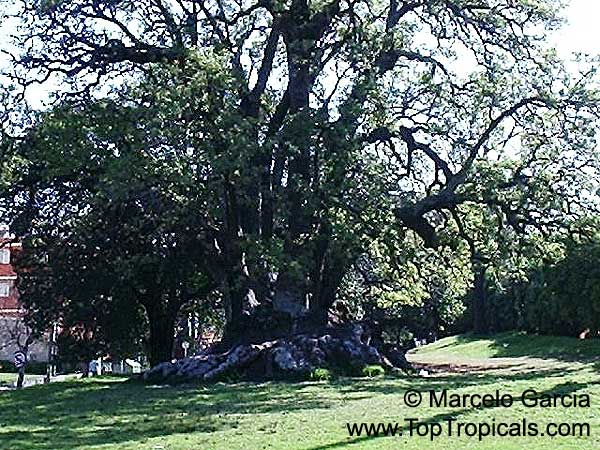 Phytolacca dioica, Pokeweed, Belhambra, Bella Ombre, Ombu, Umbo, Umbra tree, Elephant tree, Fitolaca, Beautiful shade