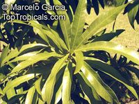 Pouteria gardneriana, Pouteria suavis, Abuai, Aguay guazú

Click to see full-size image