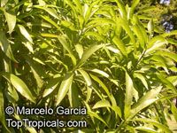 Pouteria gardneriana, Pouteria suavis, Abuai, Aguay guazú

Click to see full-size image