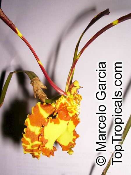 Psychopsis papilio, Butterfly Orchid