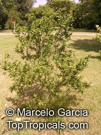 Annona maritima, Rollinia maritima, Aratikum, Quaresma

Click to see full-size image