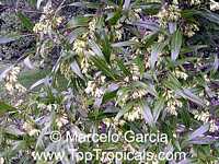 Ruprechtia salicifolia, Viraro

Click to see full-size image