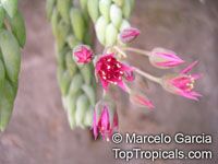 Sedum morganianum, Burro's Tail

Click to see full-size image