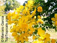 Senna bicapsularis, Cassia bicapsularis, Cassia sennoides, Butterfly Cassia, Butterfly Bush, Winter Cassia

Click to see full-size image