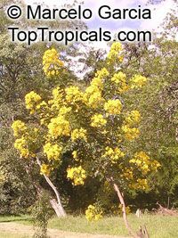 Senna bicapsularis, Cassia bicapsularis, Cassia sennoides, Butterfly Cassia, Butterfly Bush, Winter Cassia

Click to see full-size image