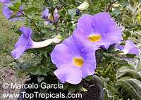 Thunbergia erecta, King&apos;s Mantle, Bush Clock Vine