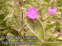 Tradescantia sillamontana, White Velvet, White Gossamer, Cobweb Spiderwort