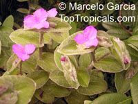 Tradescantia sillamontana, White Velvet, White Gossamer, Cobweb Spiderwort