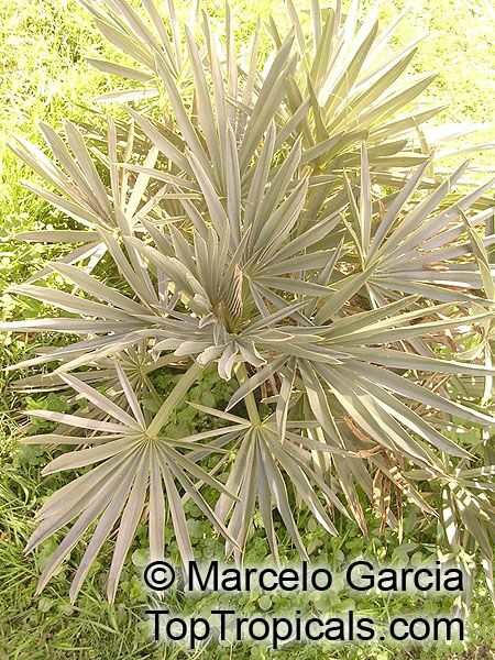 Trithrinax campestris, Blue Needle Palm, Campestre Palm