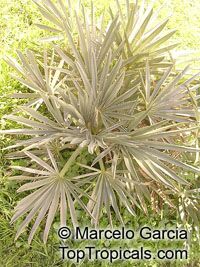 Trithrinax campestris, Blue Needle Palm, Campestre Palm

Click to see full-size image