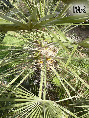 Acoelorrhaphe wrightii, Paurotis, Silver Saw Palmetto, Everglades Palm
