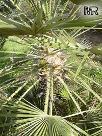 Acoelorraphe wrightii, Acoelorrhaphe, Paurotis, Silver Saw Palmetto, Everglades Palm

Click to see full-size image