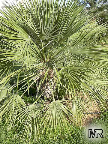 Acoelorraphe wrightii, Acoelorrhaphe, Paurotis, Silver Saw Palmetto, Everglades Palm