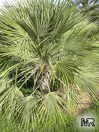 Acoelorraphe wrightii, Acoelorrhaphe, Paurotis, Silver Saw Palmetto, Everglades Palm

Click to see full-size image