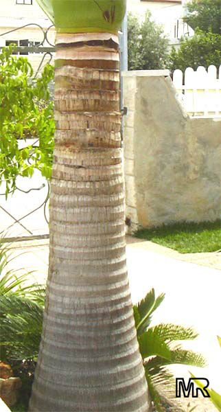 Archontophoenix alexandrae, Ptychosperma alexandrae, King Palm, Alexandre Palm, Nothern Bangalow Palm