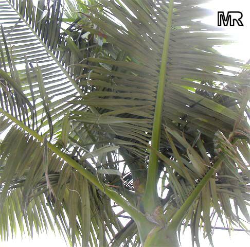 Archontophoenix alexandrae, Ptychosperma alexandrae, Alexandre Palm, King Palm, Nothern Bangalow Palm