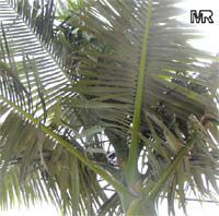 Archontophoenix alexandrae, Ptychosperma alexandrae, Alexandre Palm, King Palm, Nothern Bangalow Palm

Click to see full-size image