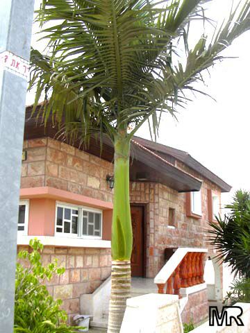 Archontophoenix alexandrae, Ptychosperma alexandrae, Alexandre Palm, King Palm, Nothern Bangalow Palm