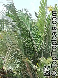 Arenga engleri, Formosa Palm, Dwarf Sugar Palm,Taiwan Sugar Palm

Click to see full-size image